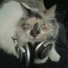 Music 🎶🎧🐈‍⬛