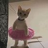 ecawwwcintahhwanglin