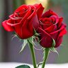 user8169615709174