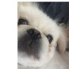 rich.thedog