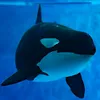 orcinus_orca_andone
