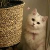 haneen.ghali
