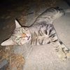 dilara.uysal