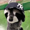 raccoongolf