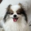 pomeranian_spitz