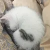 t_ngvy