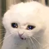 leslie_noob