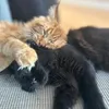 mainecoons_doubletrouble