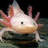 axolotls_and_autism