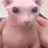 whos.edyy