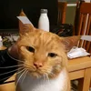 katzenmuc
