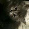 zoubaidaa_312