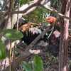panamom3