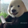 pandabiz__