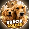 braciagolden