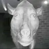 vuaboo