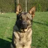 agilcanin