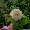 rajosree14