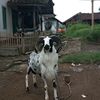 owner PUTRA BUNGSU