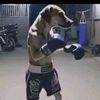 pedro.pony629