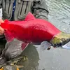 salmon.wild