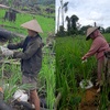 kamek.anak.petani