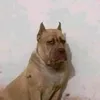 bom.bom038