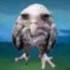 helloimowl