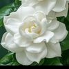mousumi.mou31