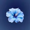 anton_emmi