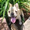 fi.fis.frenchies