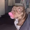 bellaboexxx1