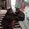 sue.peterson53