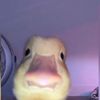 mr_duck_the_best_duck