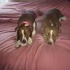 pitbullmommy02