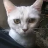 أحمد🐈