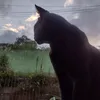 luxcang
