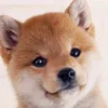 tiktok1240.0