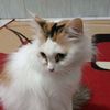 imadudin_