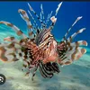 imalionfish