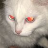 defahad_5