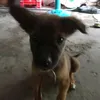 ..dnhu