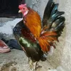r.jbantam1