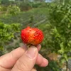 thanhtunguyen9339