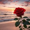 🌹🌹🌹