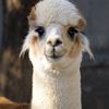 melinatedllama1