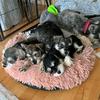 schnauzer.puppies