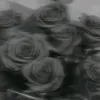 heoheo1977