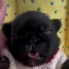 meowkuna61