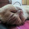 wahyu_bagas10